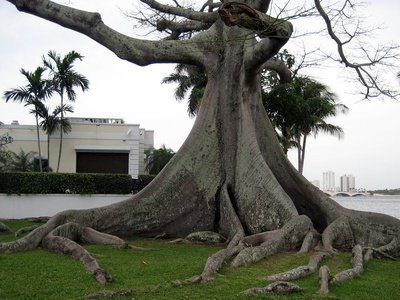 Kapok Tree
