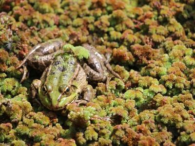 Karin Hills Frog
