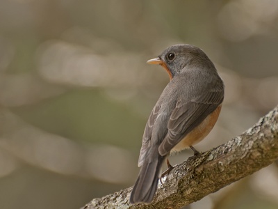 Kashmir Flycatcher