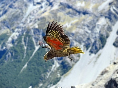 Kea