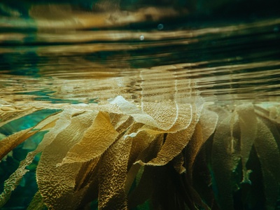 Kelp