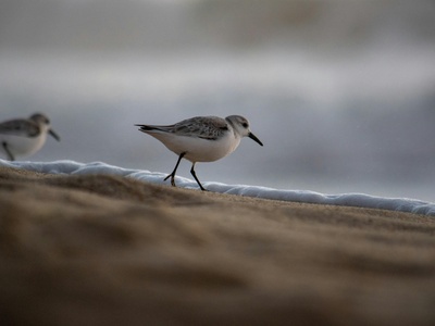 Kentish Plover