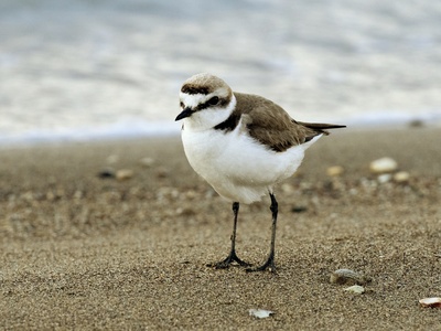 Kentish Plover
