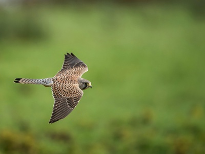Kestrel