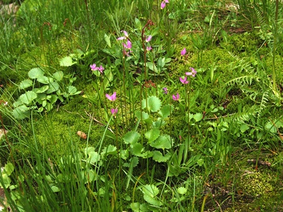 Kidney-leaved Saxifrage