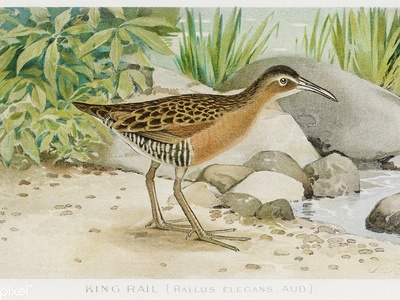 King Rail