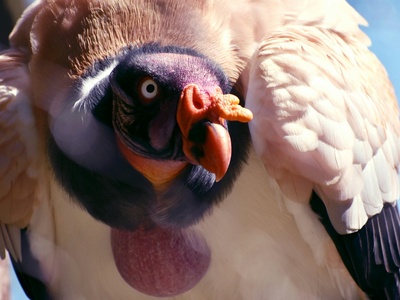 King Vulture