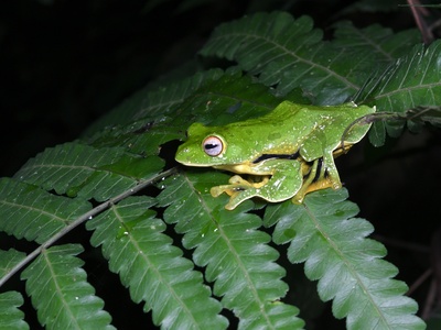 Kio Tree Frog
