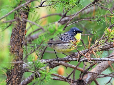 Kirtland's Warbler