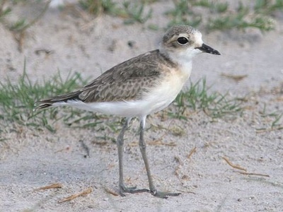 Kittlitz's Plover
