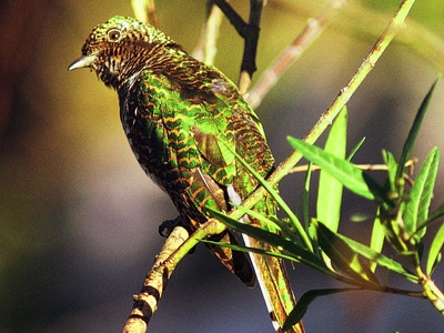 Klaas's Cuckoo