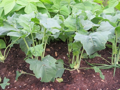 Kohlrabi