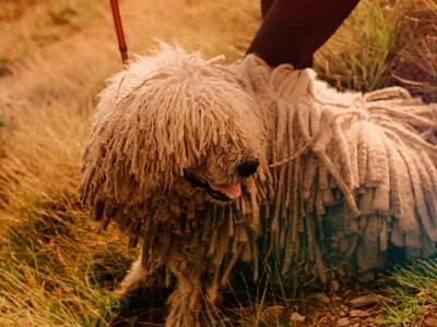 Komondor