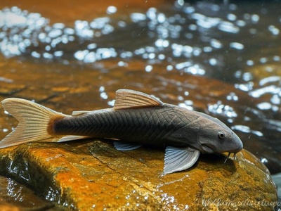 Konkouré Mountain Catfish