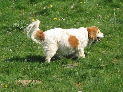 Kooikerhondje