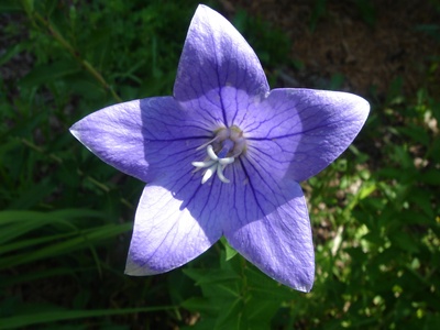 Korean Bellflower