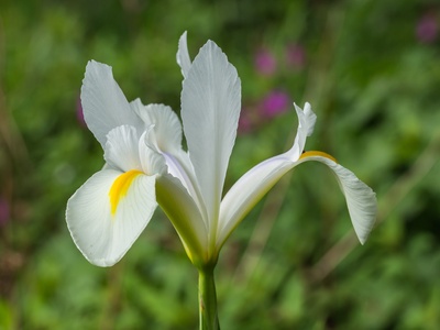 Korean Iris