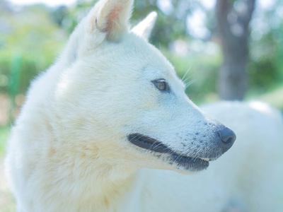 Korean Jindo
