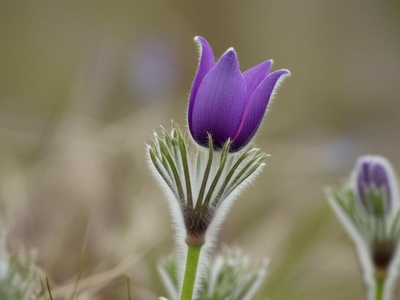 Korean Pasque Flower