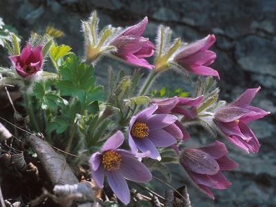 Korean Pulsatilla
