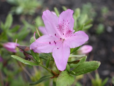 Korean Rhododendron
