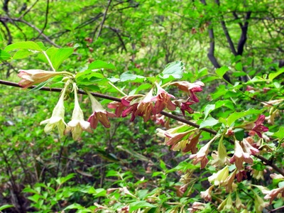 Korean Weigela