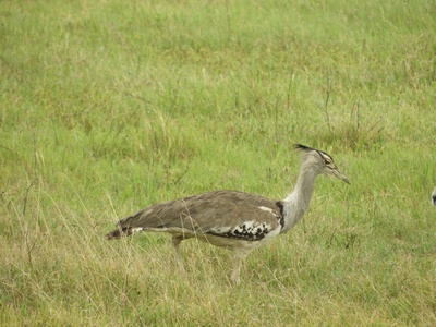 Kori bustard
