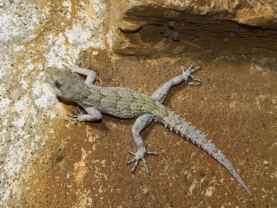 Kotschy's Gecko