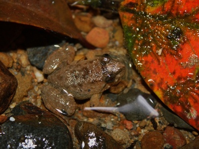 Kuhl's Creek Frog