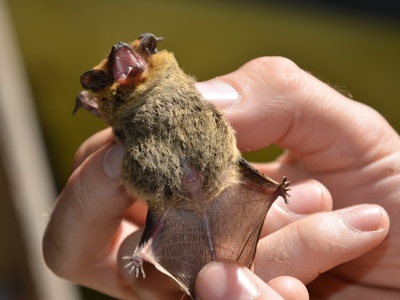Kuhl's Pipistrelle