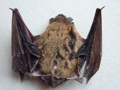 Kuhl's Pipistrelle