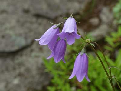 Kumgang Bellflower