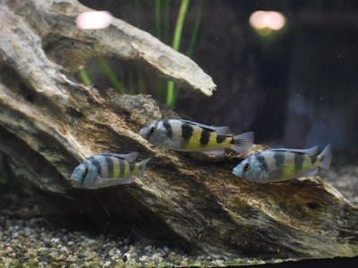 Kyoga Cichlid