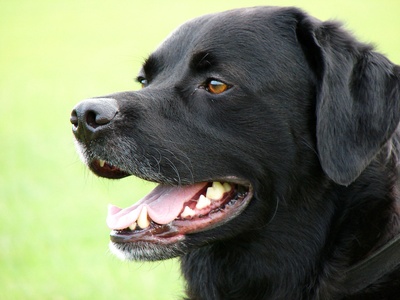 Labrador Retriever