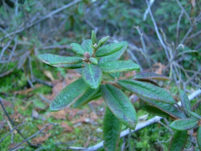 Labrador Tea