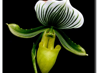 Lady's Slipper Orchid
