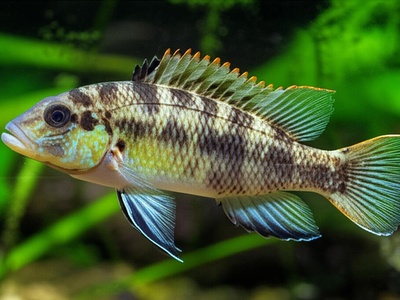 Lake Nabugabo Hunter