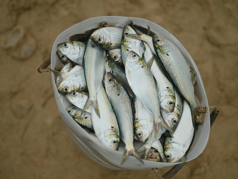 Zar Fish The Complete List of Fish of Zambia - Flora Fauna Fun