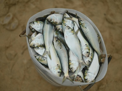 Lake Tanganyika sardine (Lates stappersii)