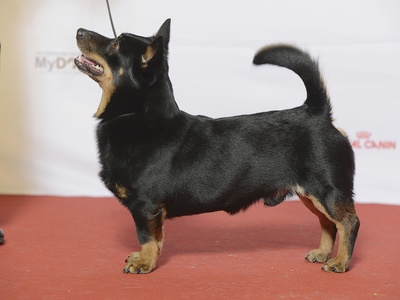 Lancashire Heeler