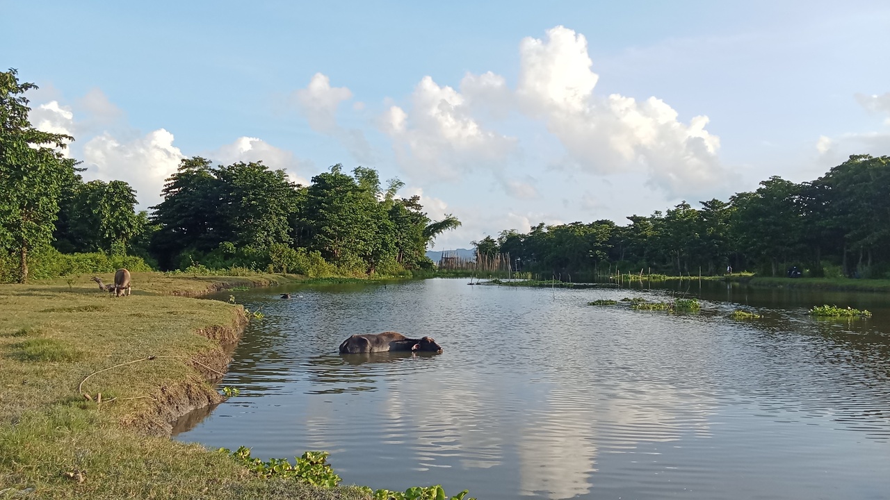 Carabao, warty pig and other Philippine land icons