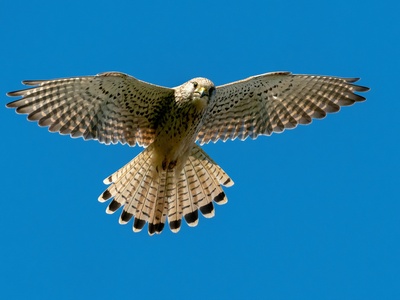 Lanner Falcon