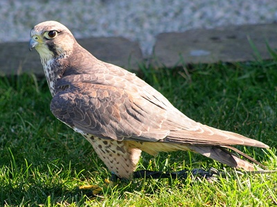 Lanner Falcon
