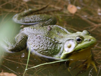 Lao Torrent Frog