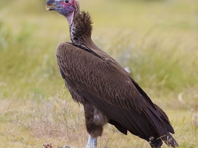 Lappet-faced Vulture
