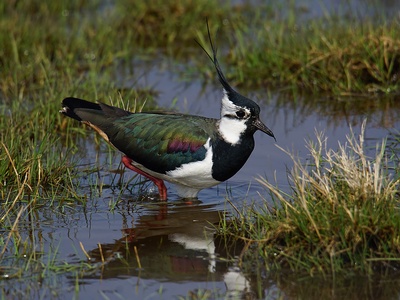 Lapwing