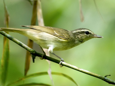 Large-billed Leaf Warbler