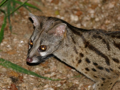 Large-spotted genet