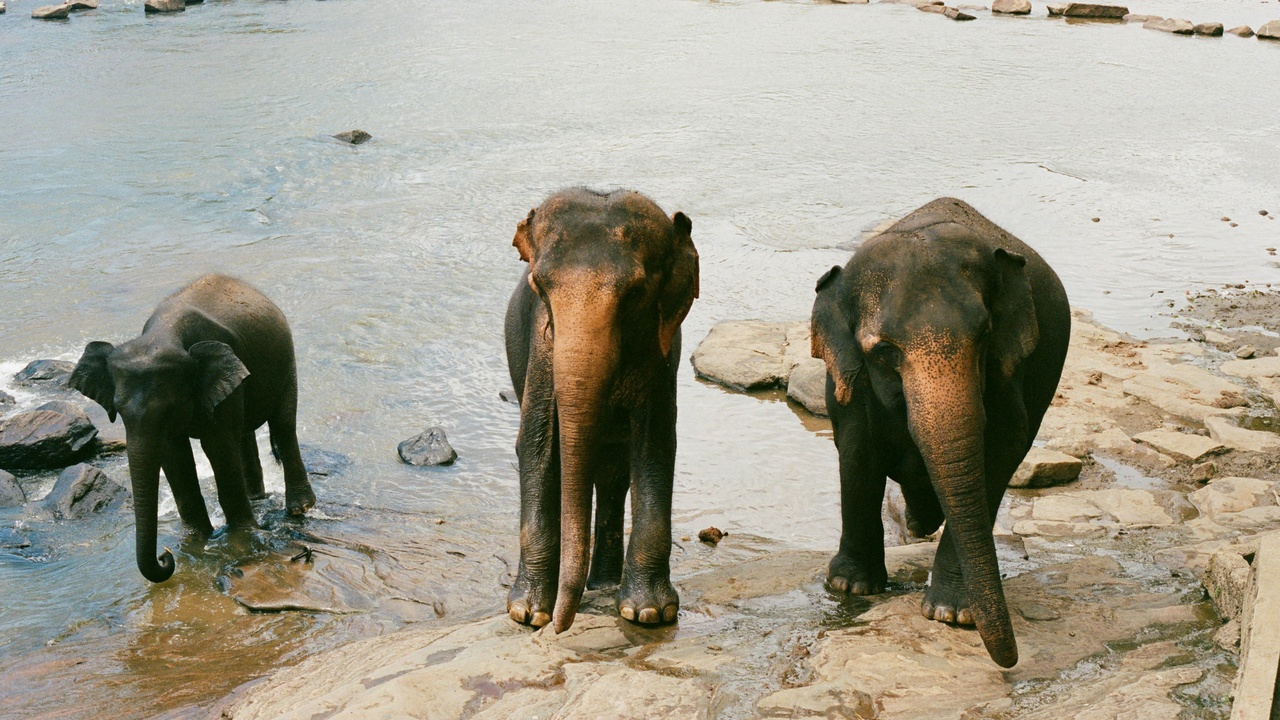 Herd of African elephants walking across floodplain in South Sudan