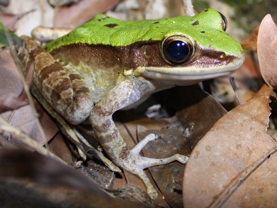 Large Odorous Frog